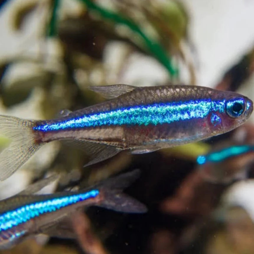 Green Neon Tetra (Paracheirodon simulans)