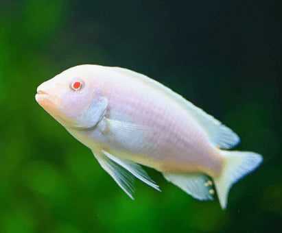 Snow White Cichlid