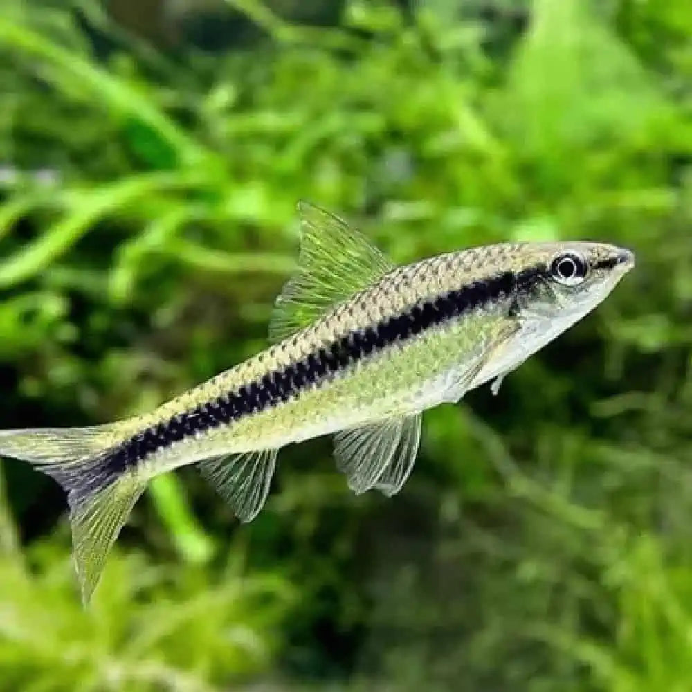 Siamese Algae eater