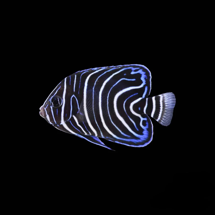 Juvenile Koran Angelfish