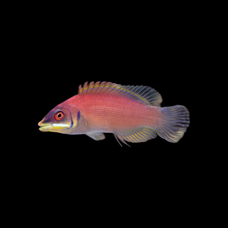 Scarlet Pin Stripe Wrasse