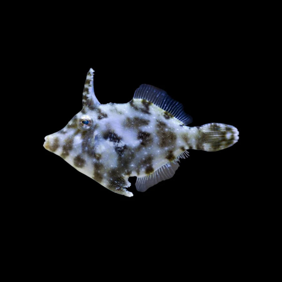 Matted Filefish