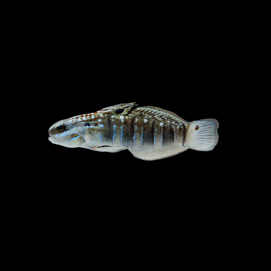 Sleeper Banded Goby