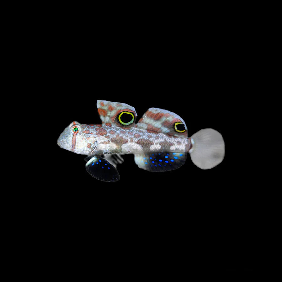 Two Spot Goby