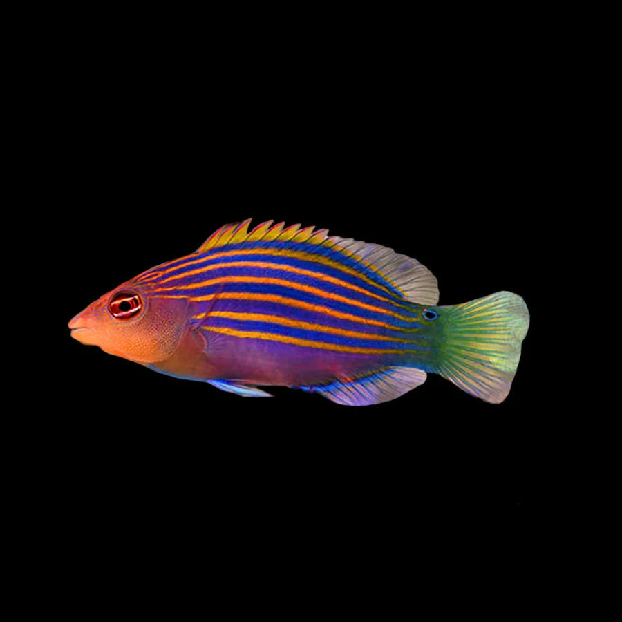 Sixline Wrasse