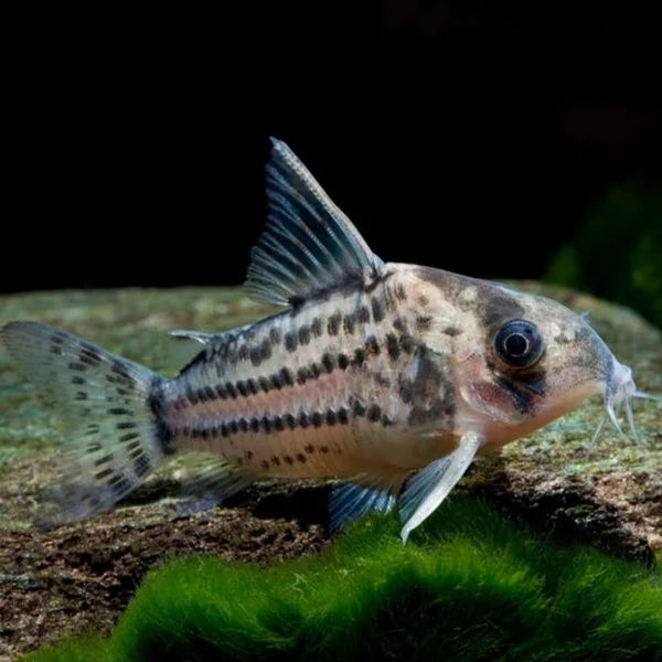Super Schwartzi Corydora