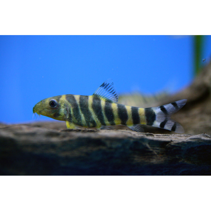 Bengal Loach