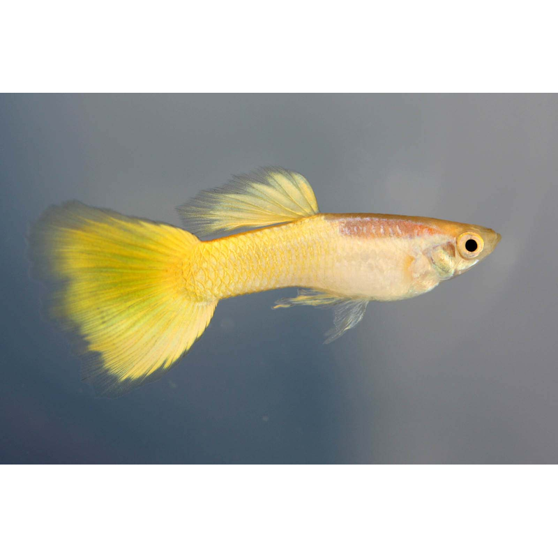 Golden Yellow Guppy Pairs