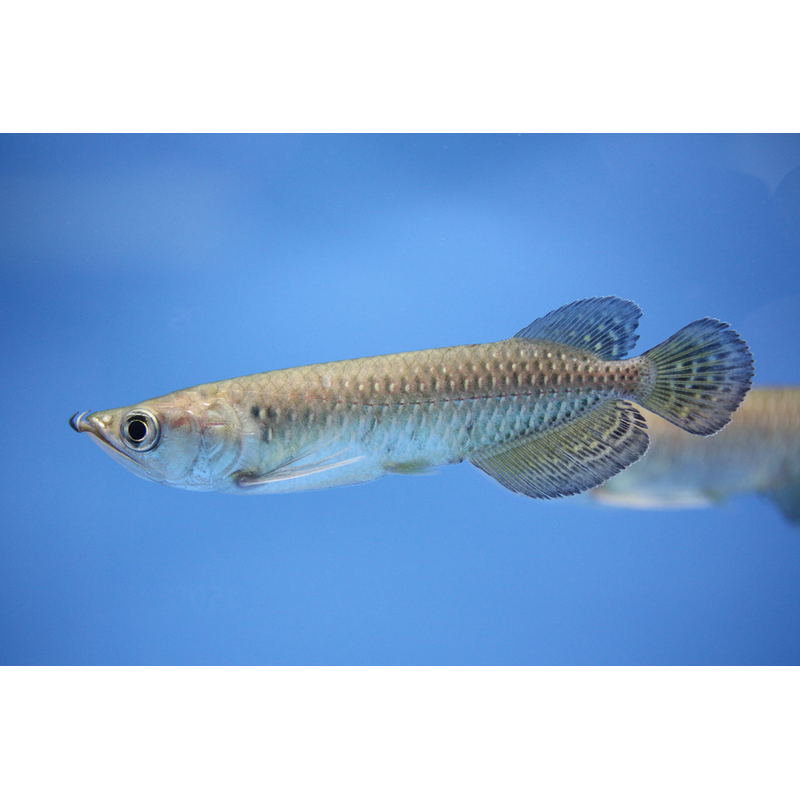 Pearl Arowana