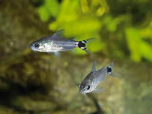 Hastatus Corydora