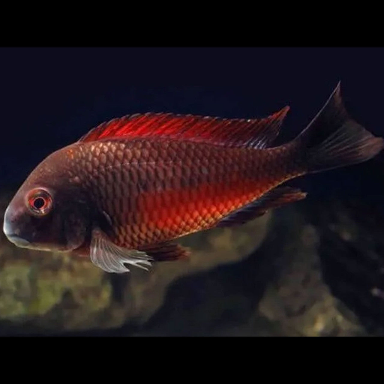 Tropheus Moorii Firefox