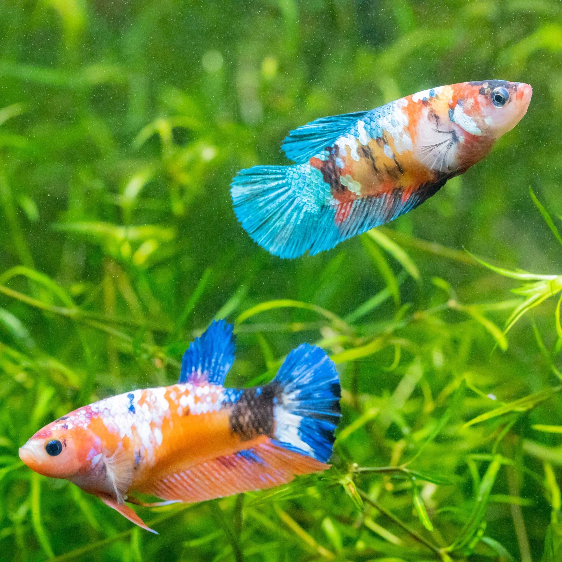 Galaxy Koi Female Betta
