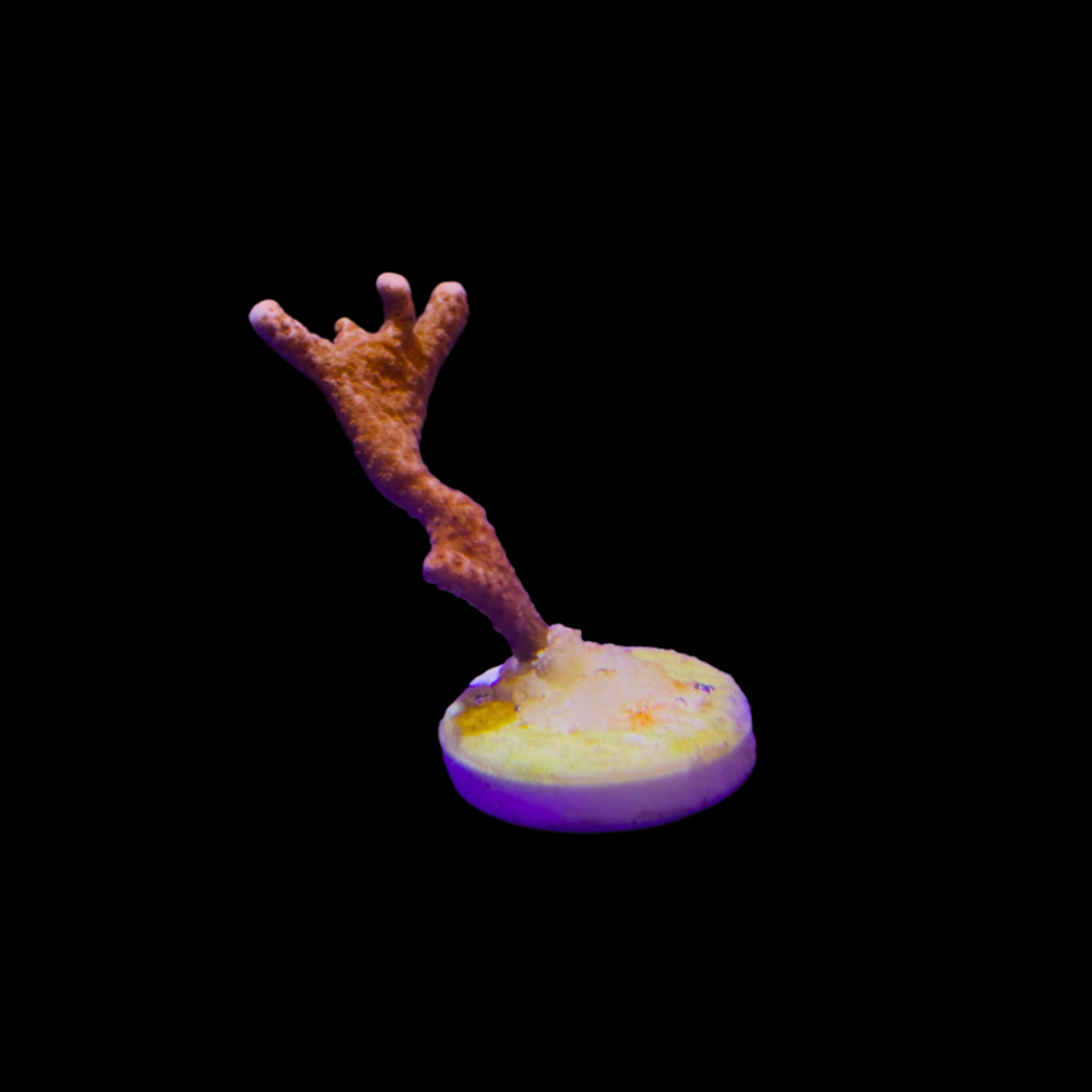 Montipora digita Small Frag (WYSIWYG)