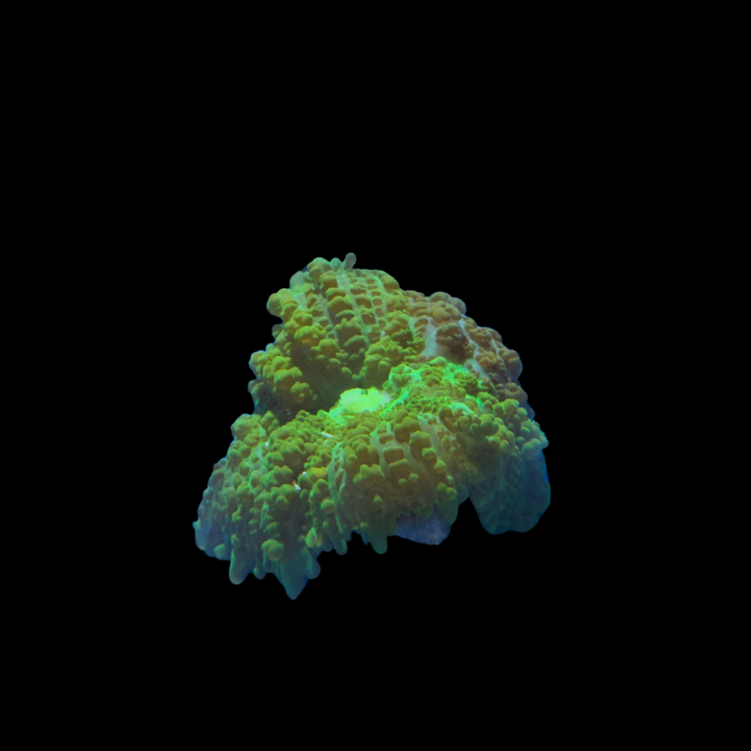 Neon Green Rhodactis Mushroom (WYSIWYG)