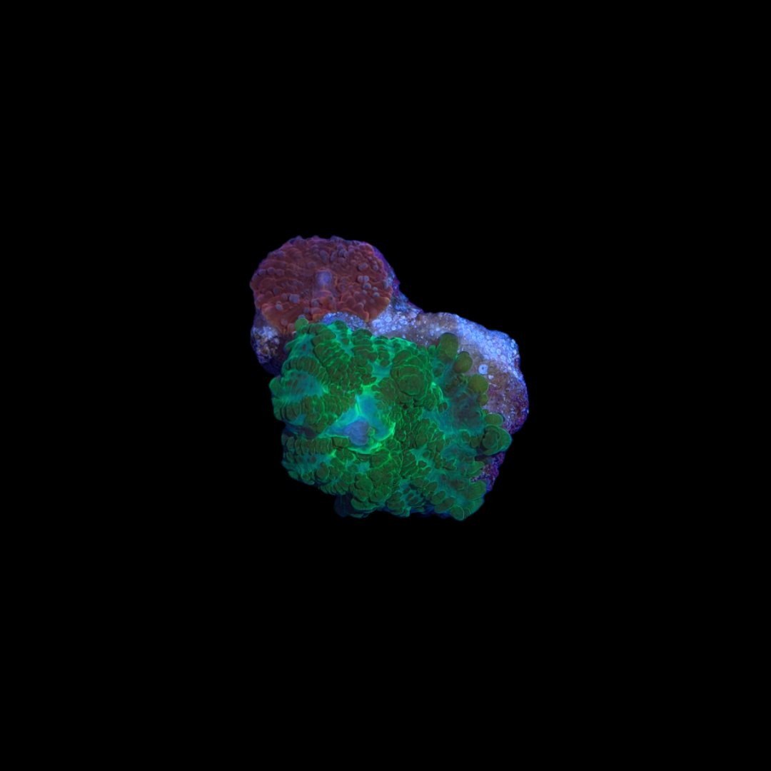 Neon Green Rhodactis Mushroom/ Red Discosoma Mushroom COMBO (WYSIWYG)