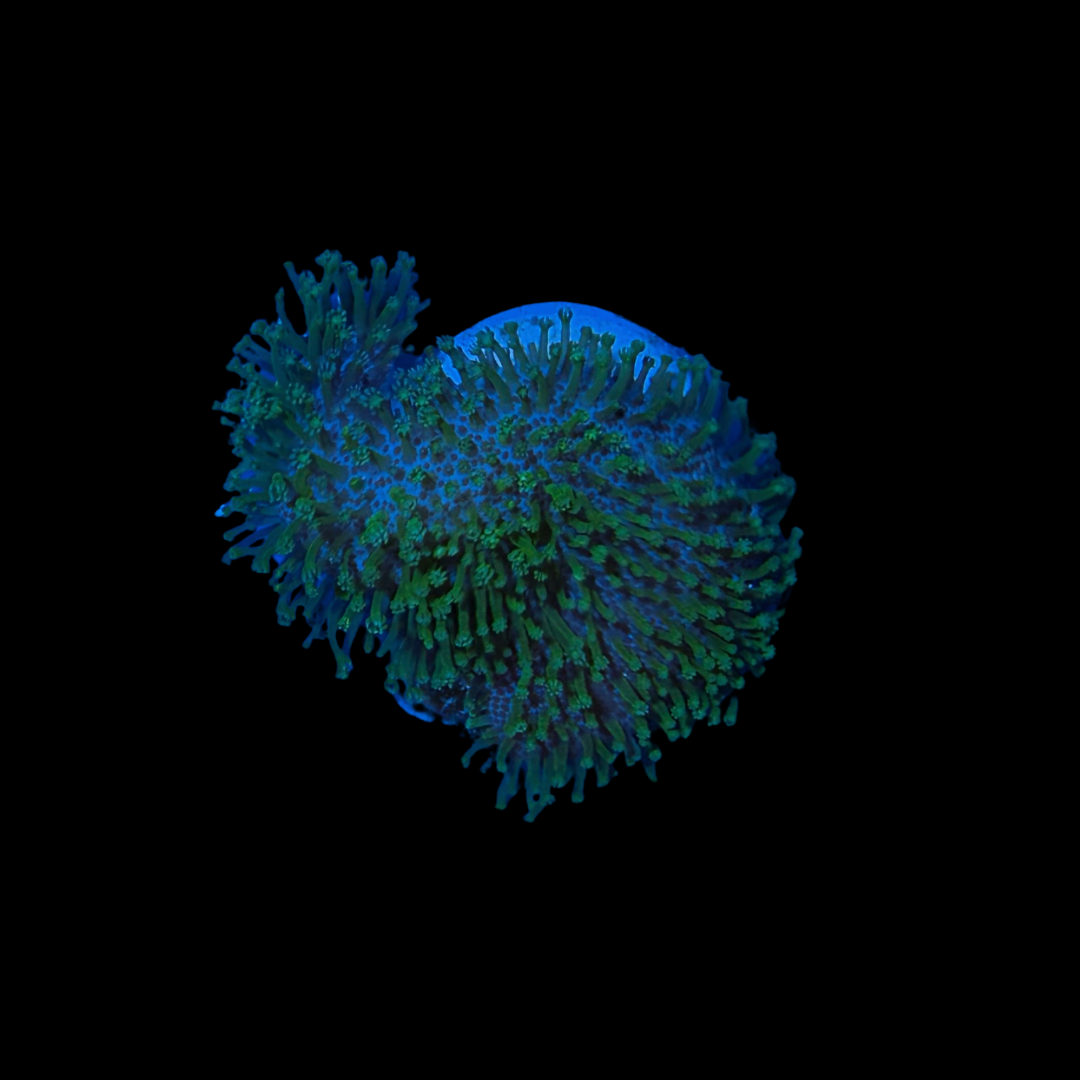 Neon Green Long Tentacle Toadstool Frag