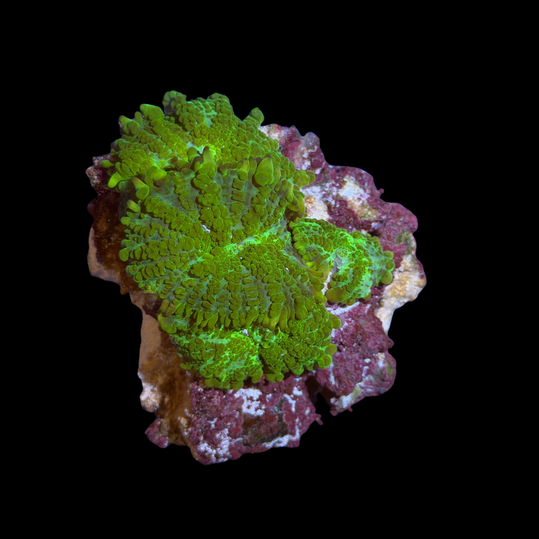 Neon Green Rhodactis Colony (WYSIWYG)