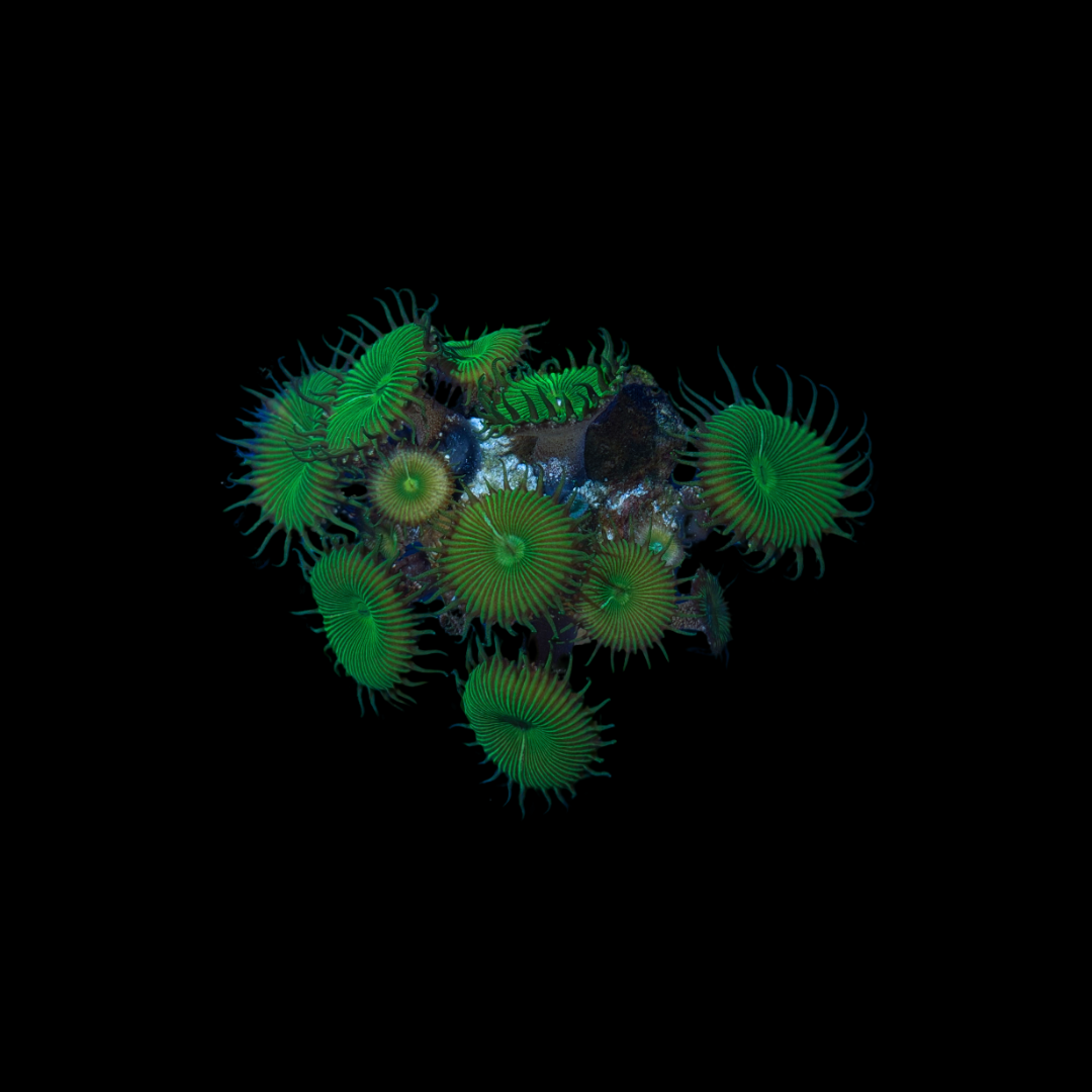Green Palythoa Mini Colony (WYSIWYG)
