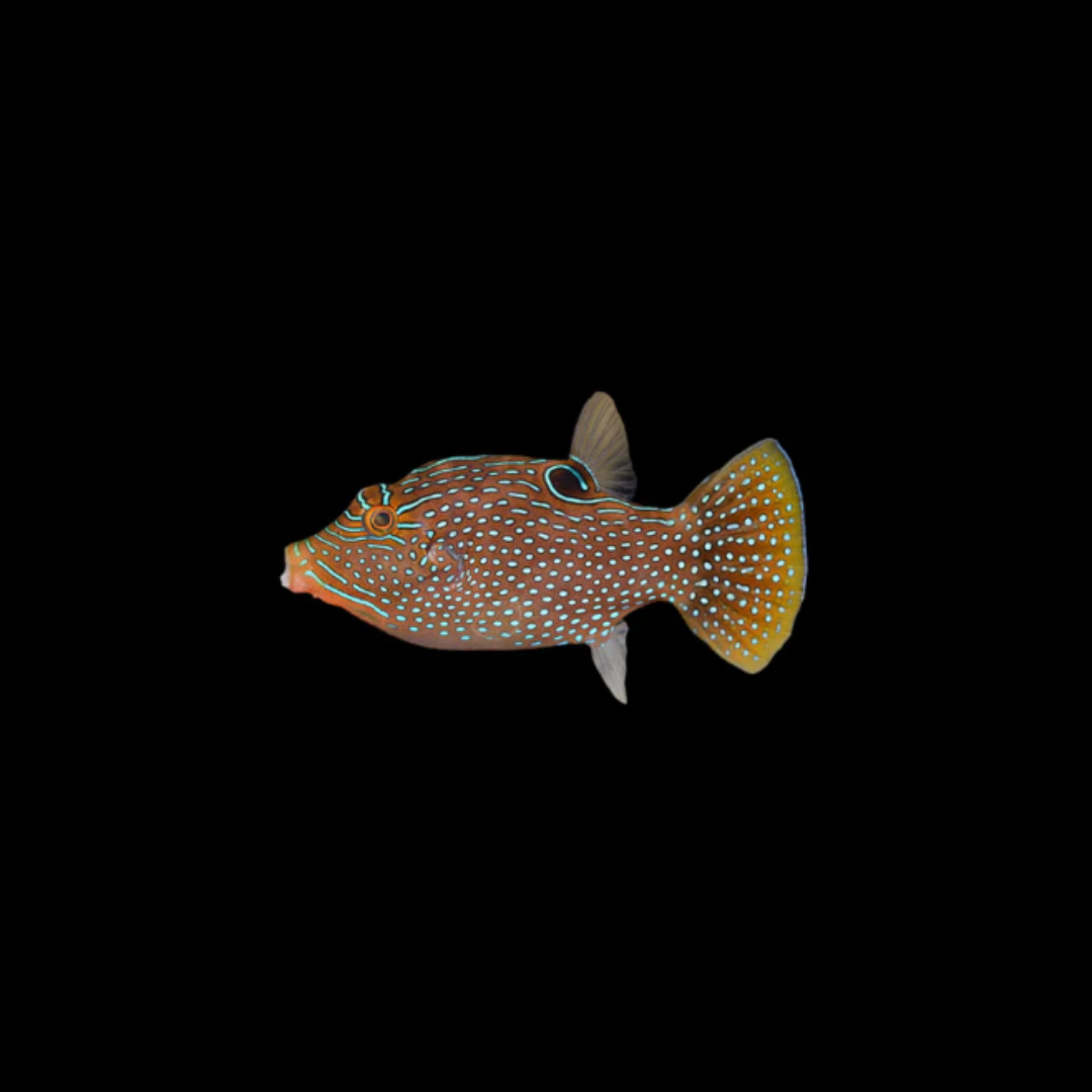 Blue Spotted Puffer