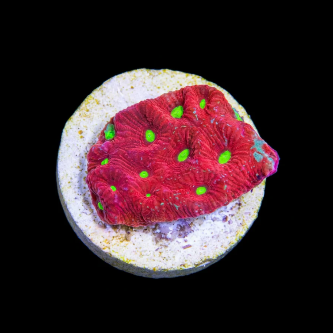 Red & Green War Coral Frag (Favites pentagona)