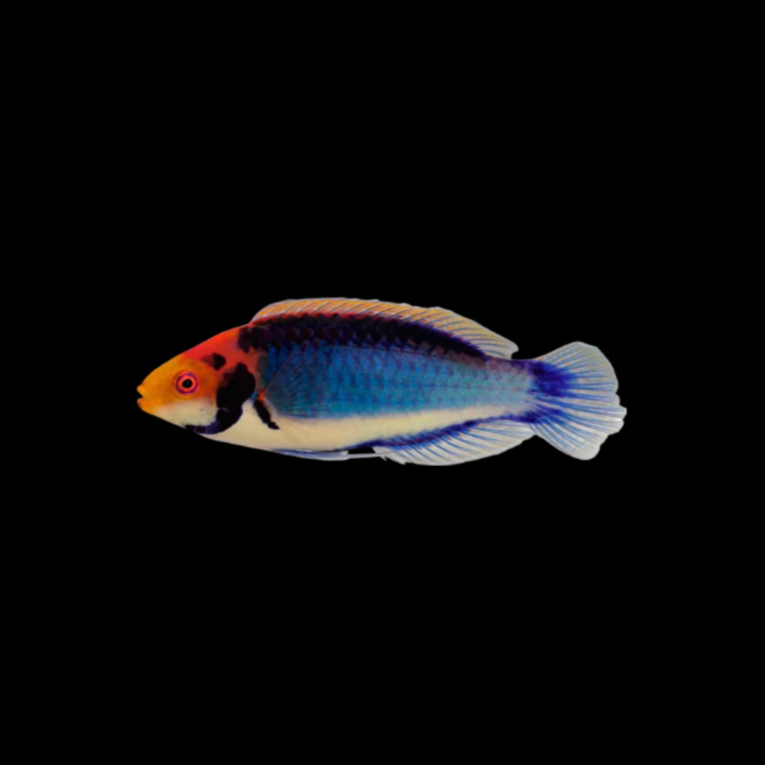 Red Head Solon Fairy Wrasse