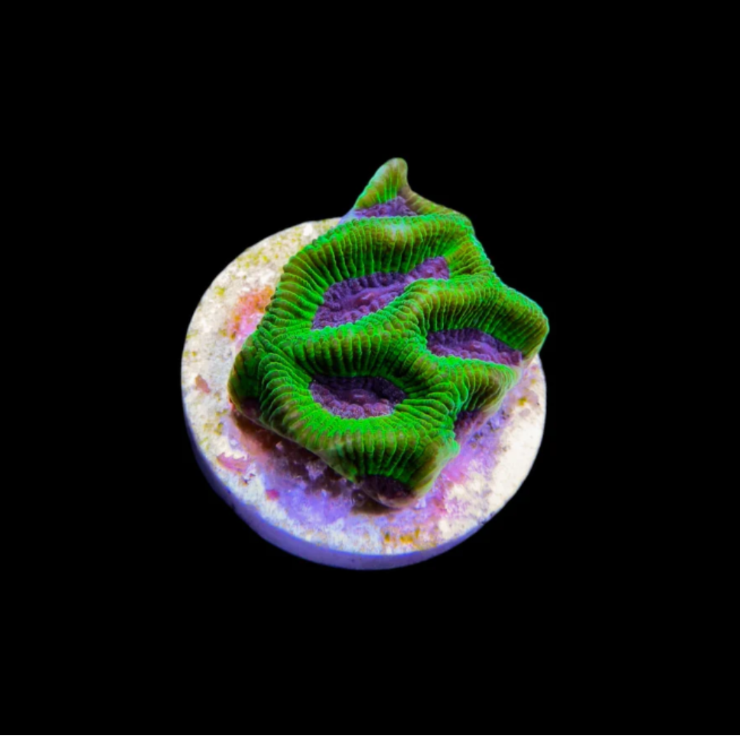 Green & Purple Maze Fragment