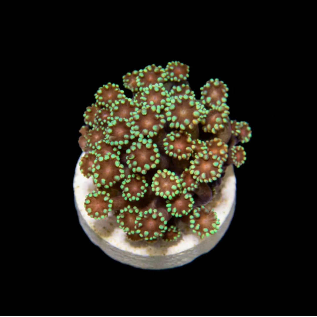 Green & Red Mouth Alveopora Fragment