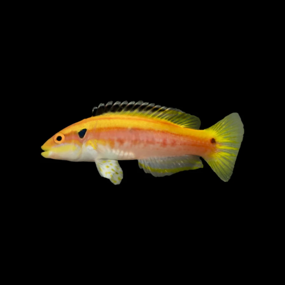 Yellow Candy Hogfish
