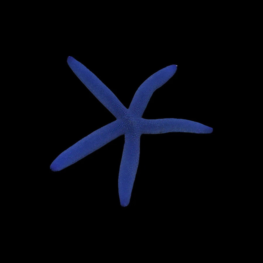 Blue Linckia Starfish