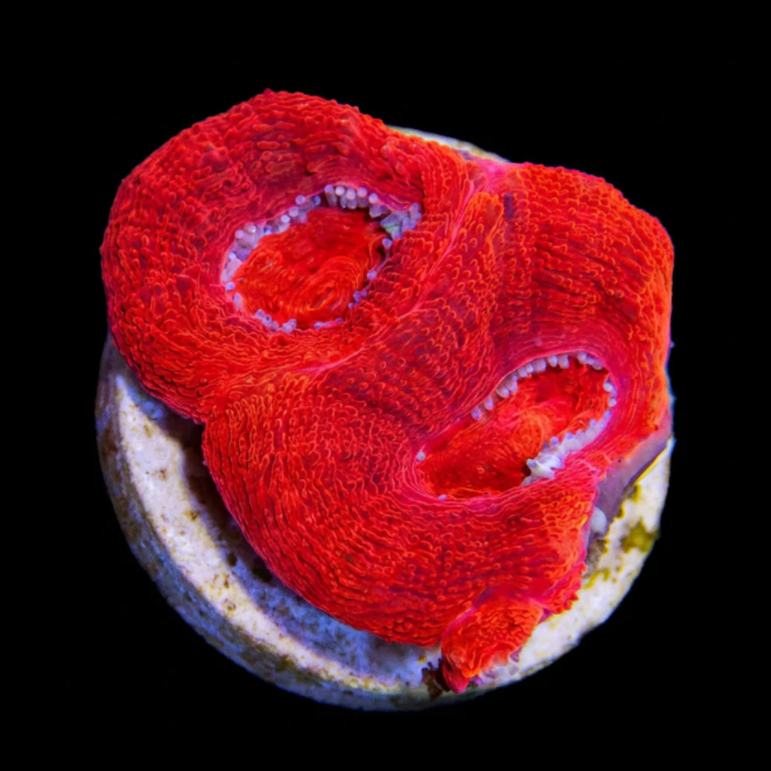 Acan Bowerbanki - Toxic Red