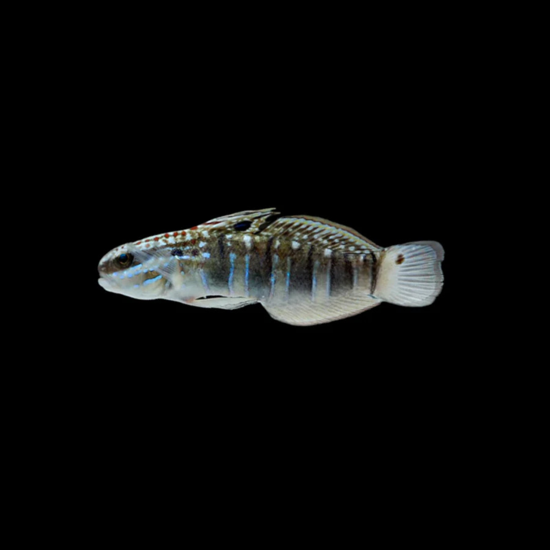 Sleeper Banded Goby