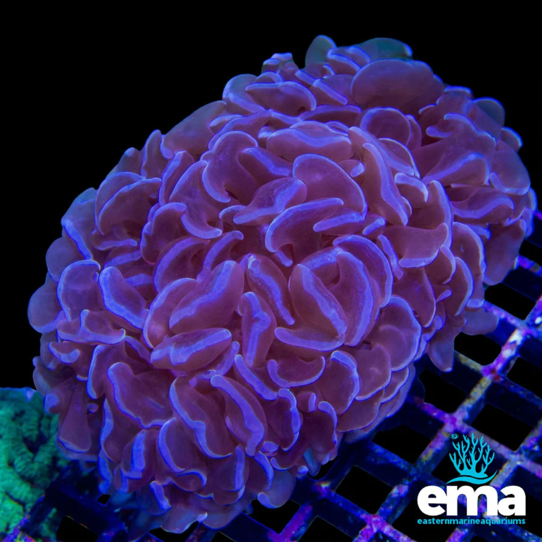 Purple Hammer Coral