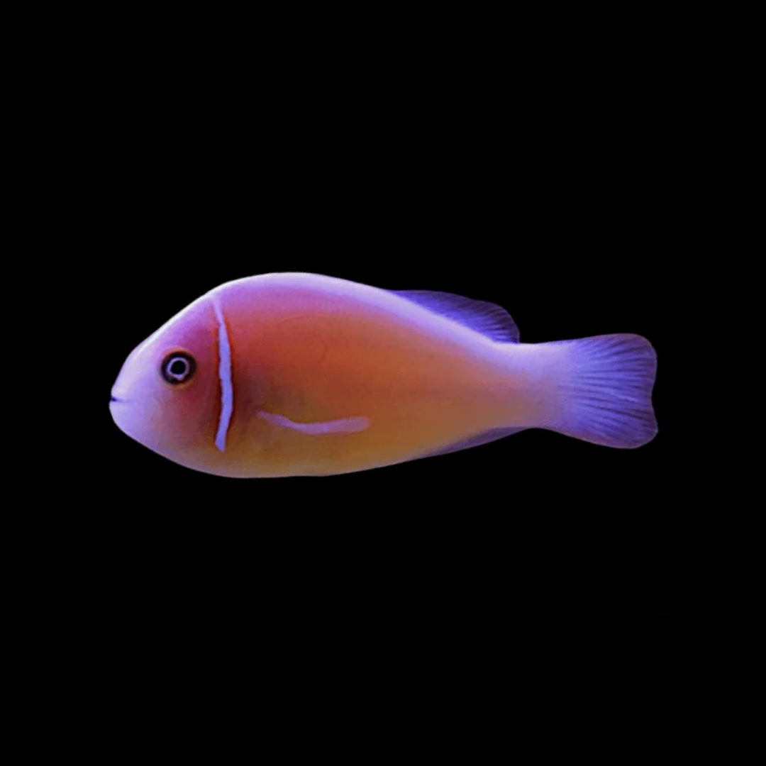 Orange Skunk Clownfish