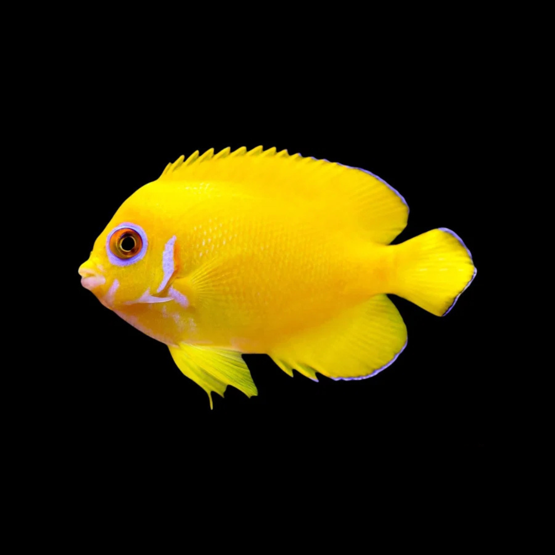 Lemonpeel Angelfish