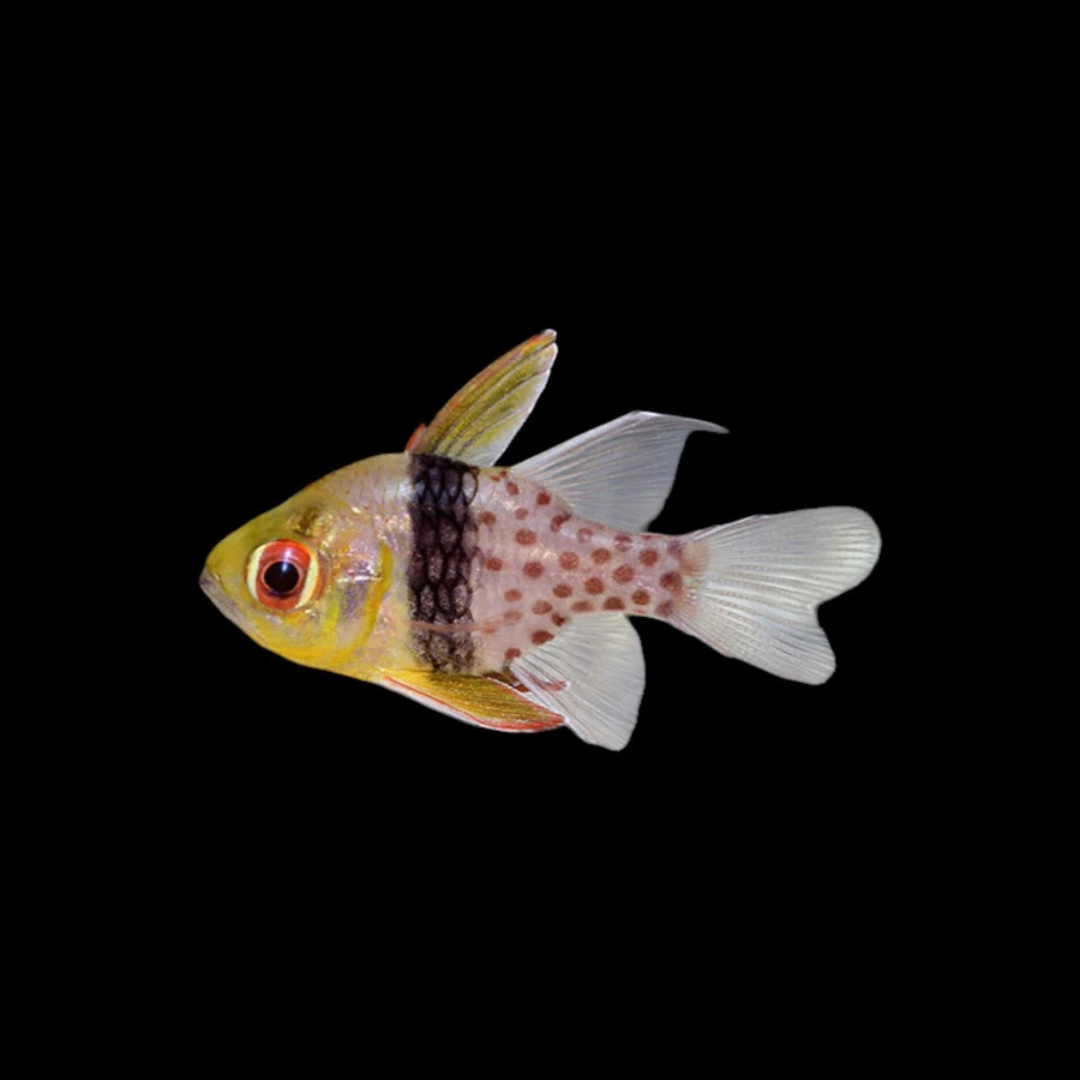 Pajama Cardinalfish