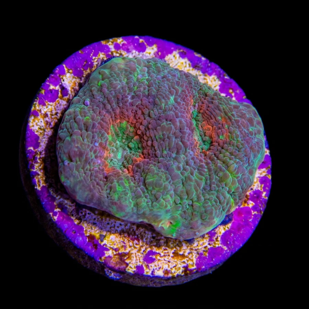 Acan Echinata Fragment