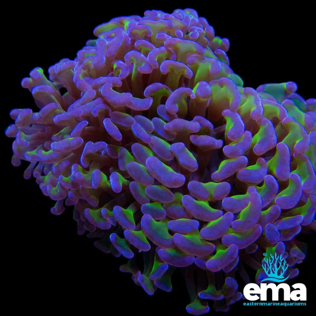 Reverse Hammer Coral