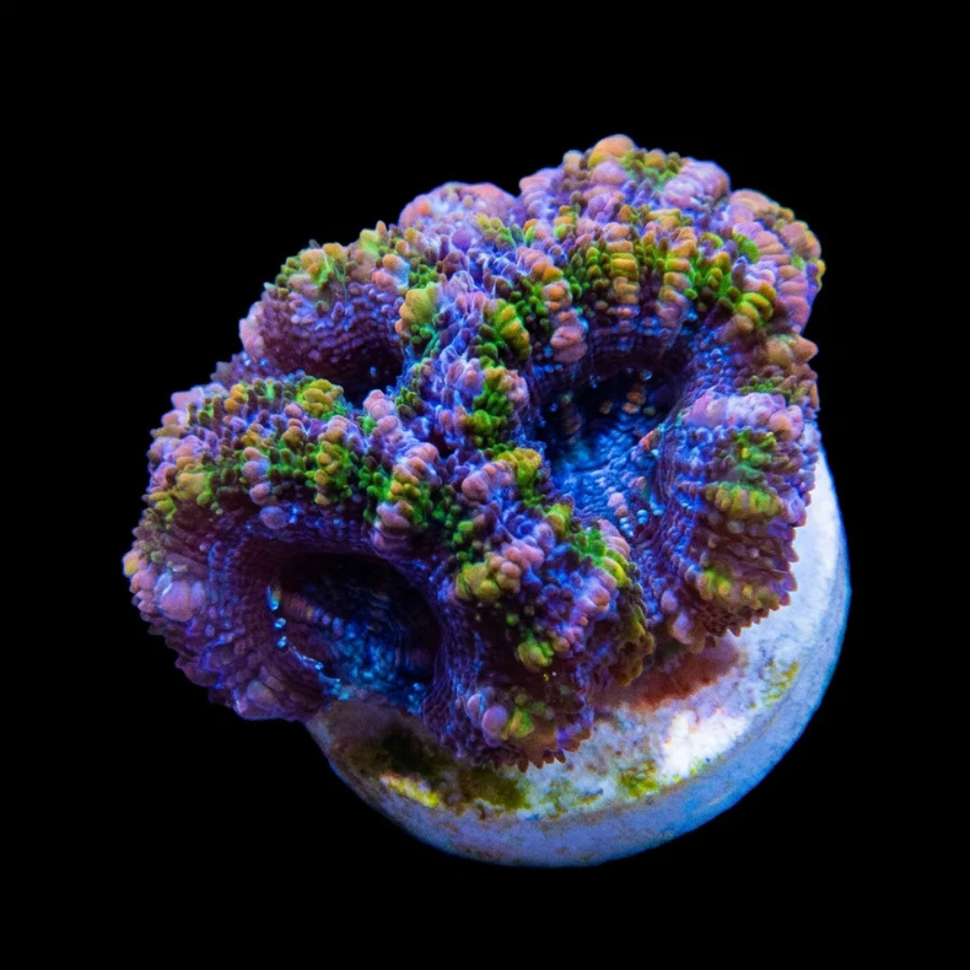 Pink & Green Flecked Acan Lord Fragment