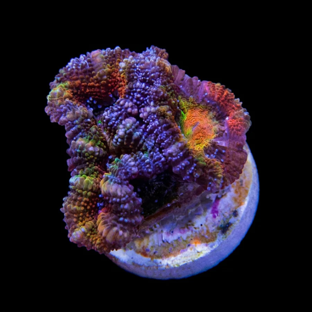 Rainbow Acan Lord