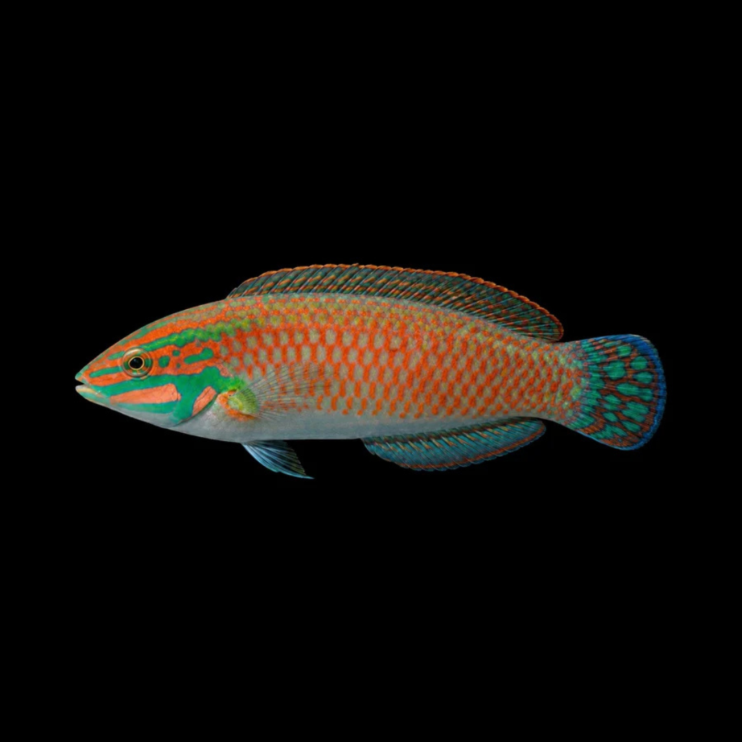 Fijian Ornate Wrasse
