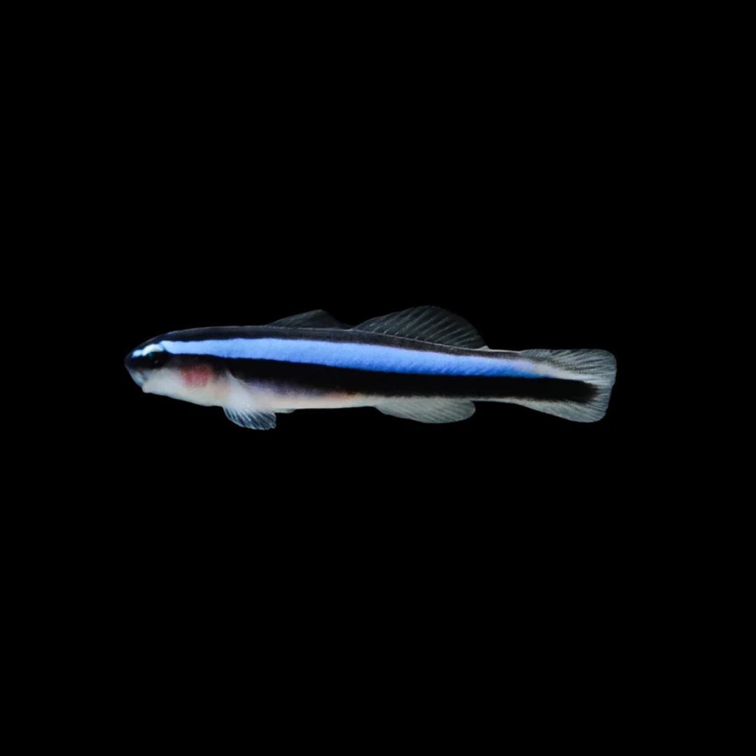Captive Bred Neon Blue Cleaner Goby