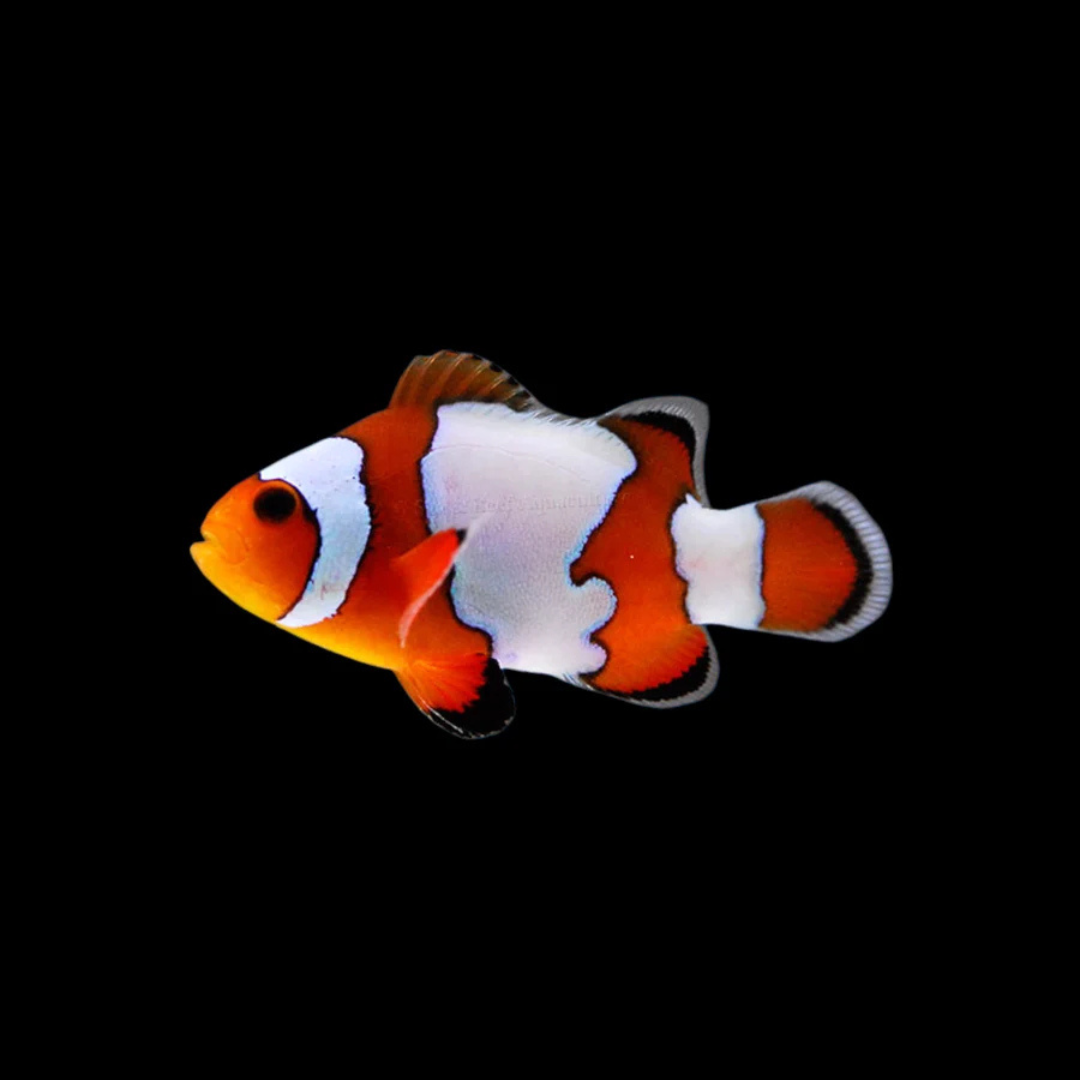 Snowflake Clownfish