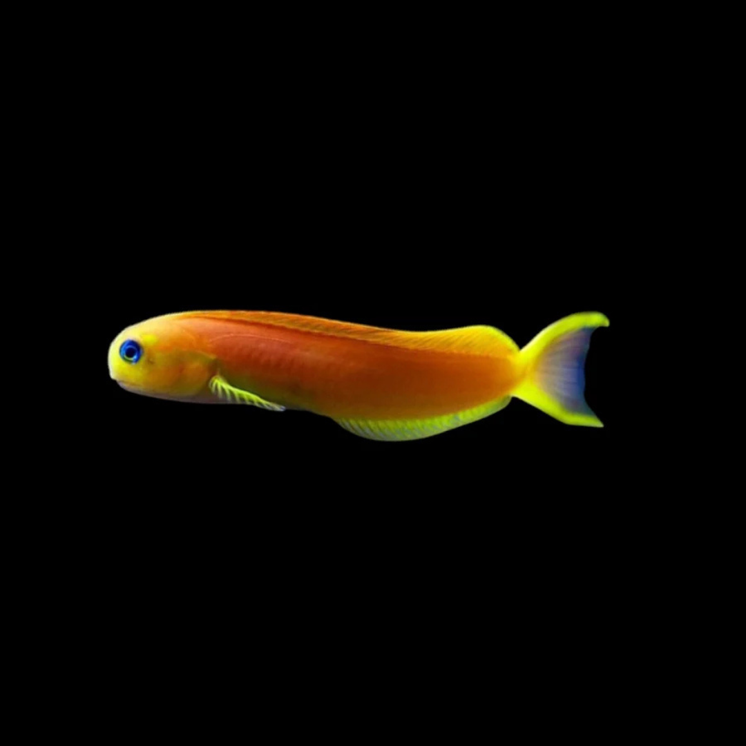 Midas Blenny