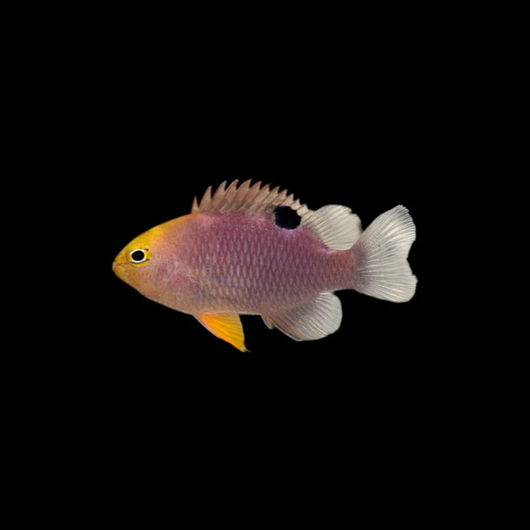 Talbot's Damselfish