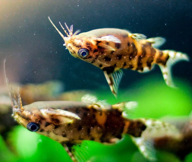 Upside Down Catfish