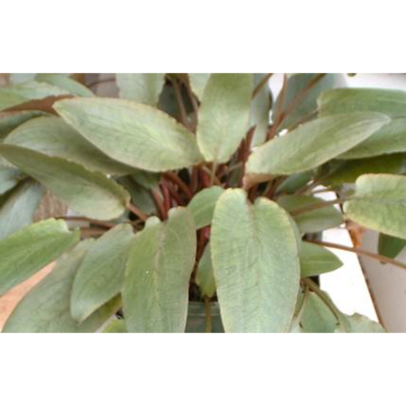 Cryptocoryne Crispitula