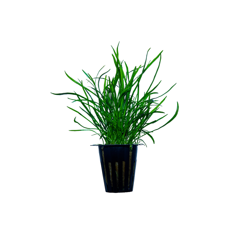 Lilaeopsis Brasiliensis