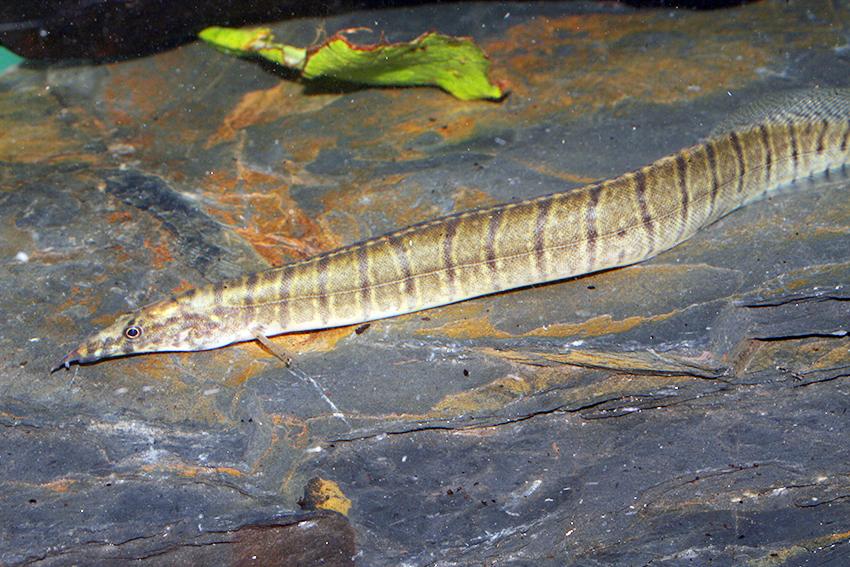 Zebra Spiny Eel