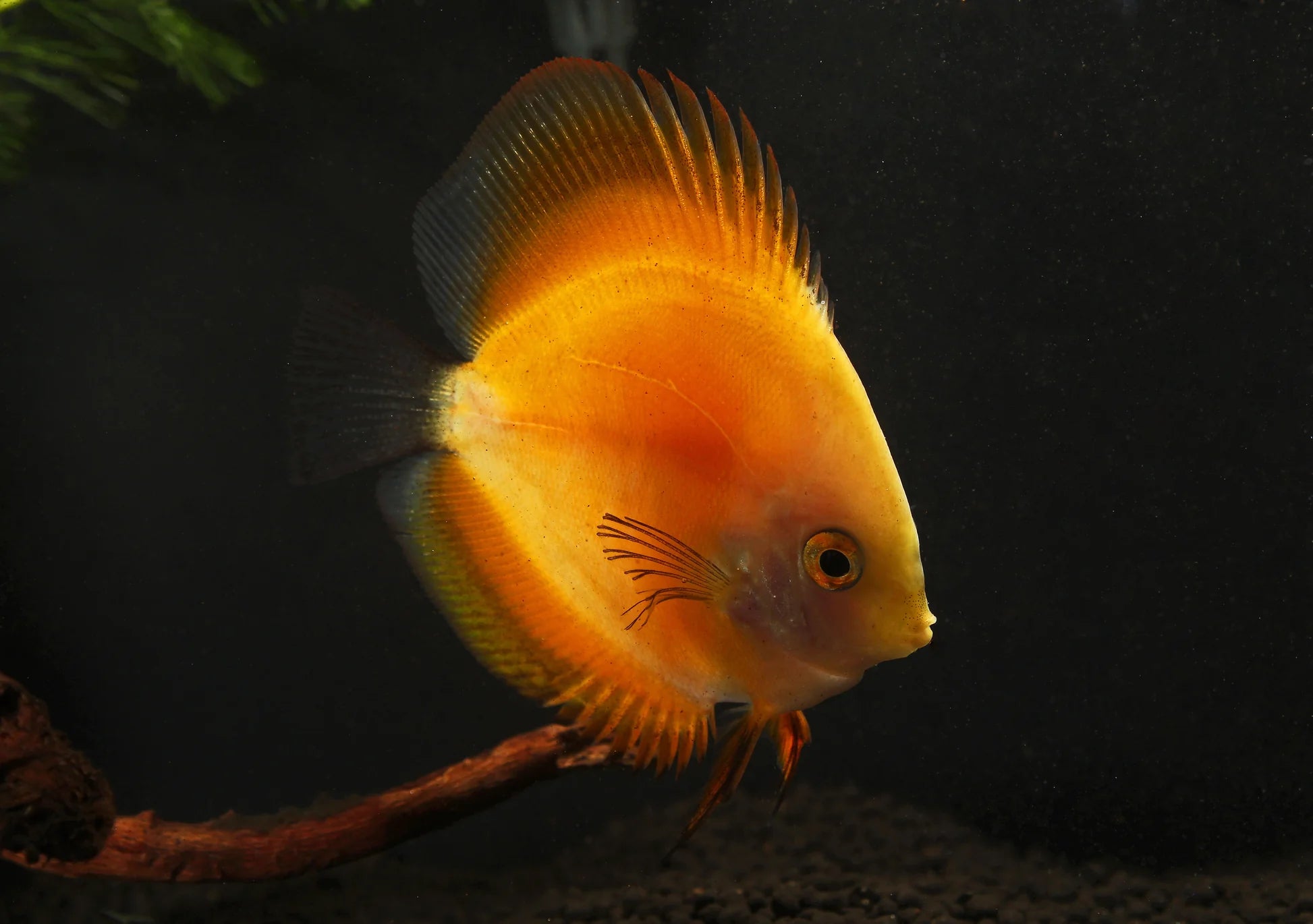 Melon Discus (Small)
