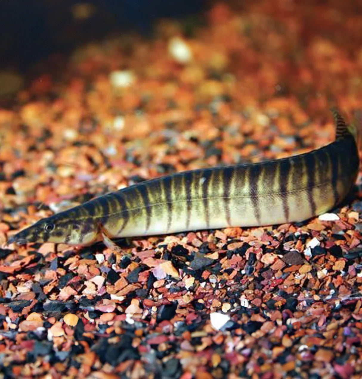 Zebra Spiny Eel